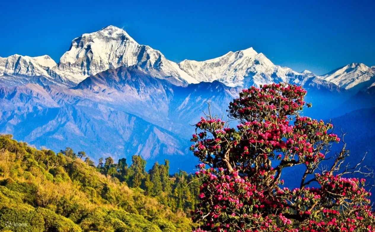 Ghorepani Poonhill Trek